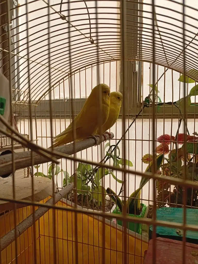 مرغ عشق انگلیسی|پرنده|فردیس, داوری|دیوار