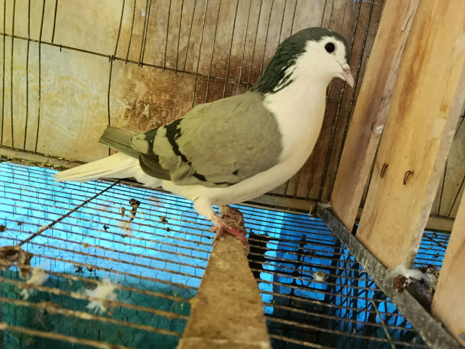 کبوتر ماده دمگیر سینه دمپاک|پرنده|اصفهان, جاوان|دیوار