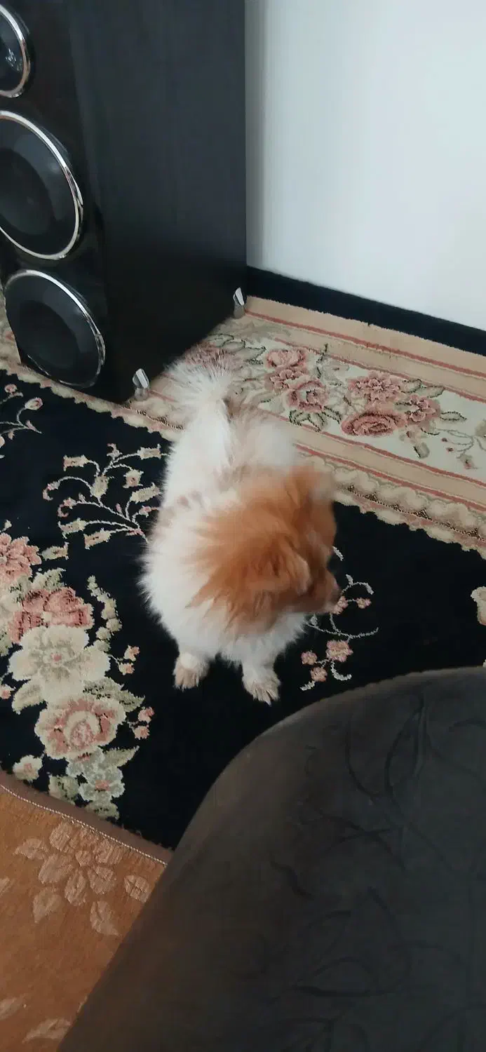 سگ واگذری|سگ|سیرجان, |دیوار