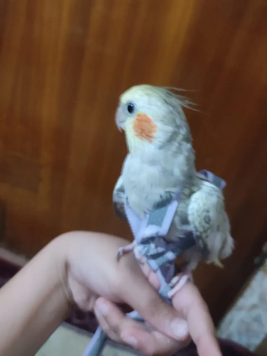 عروس هلندی|پرنده|اصفهان, جاوان|دیوار