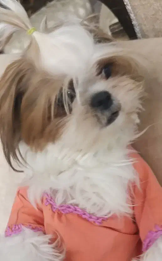 شیتزو سوپر فلت|سگ|خسروشاه, |دیوار