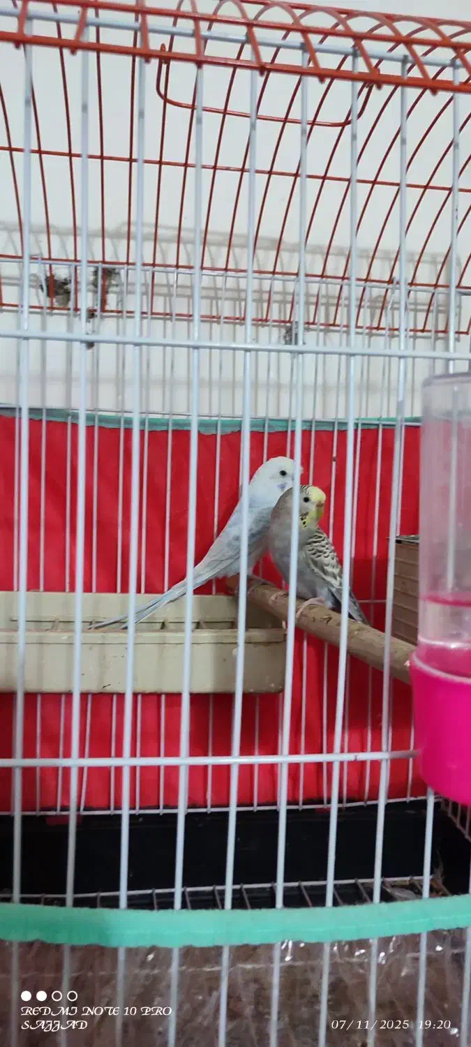 مرغ عشق خوش رنگ|پرنده|طبس, |دیوار