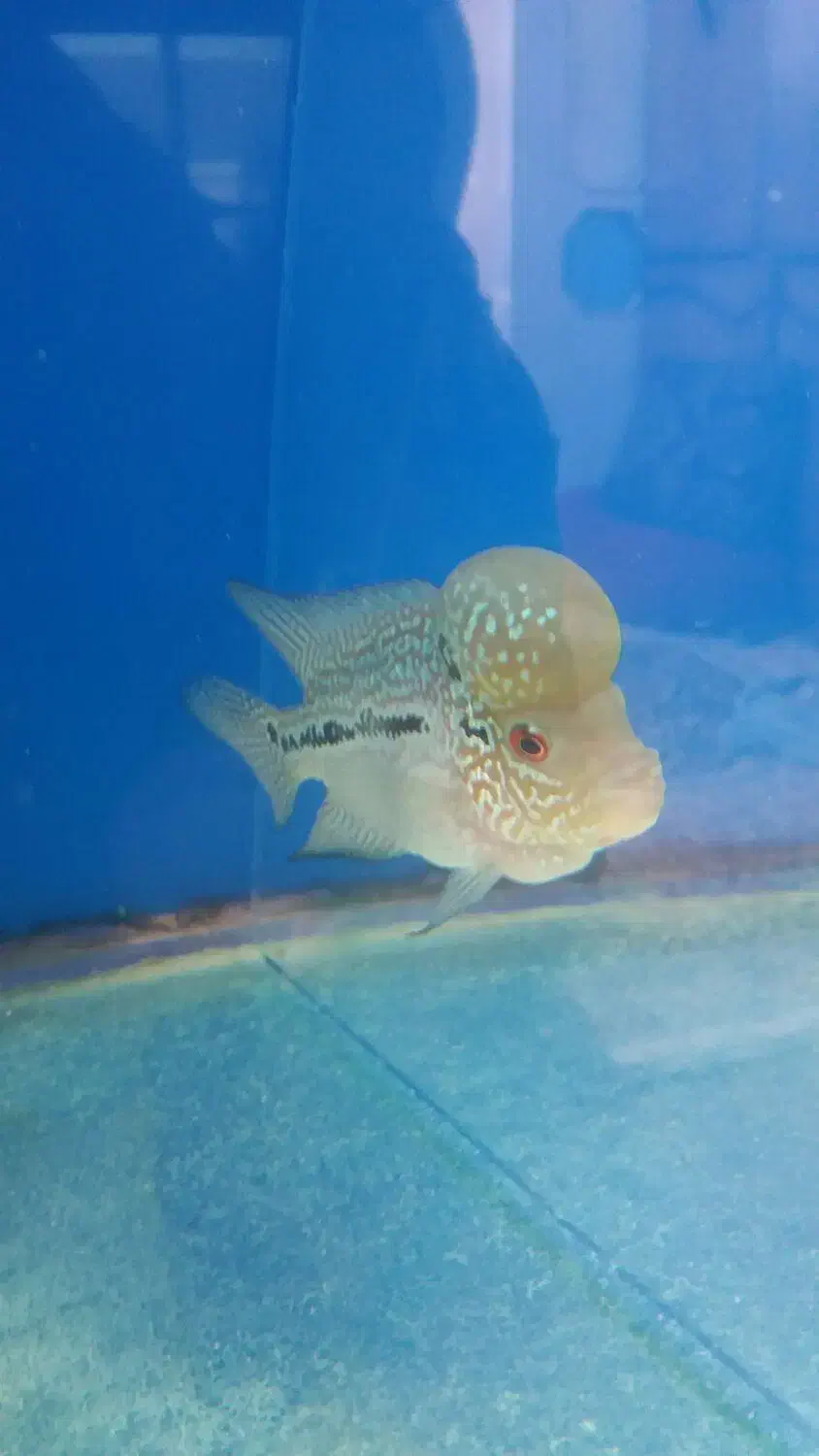 ماهی فلاو|ماهی|پرند, فاز ۶|دیوار