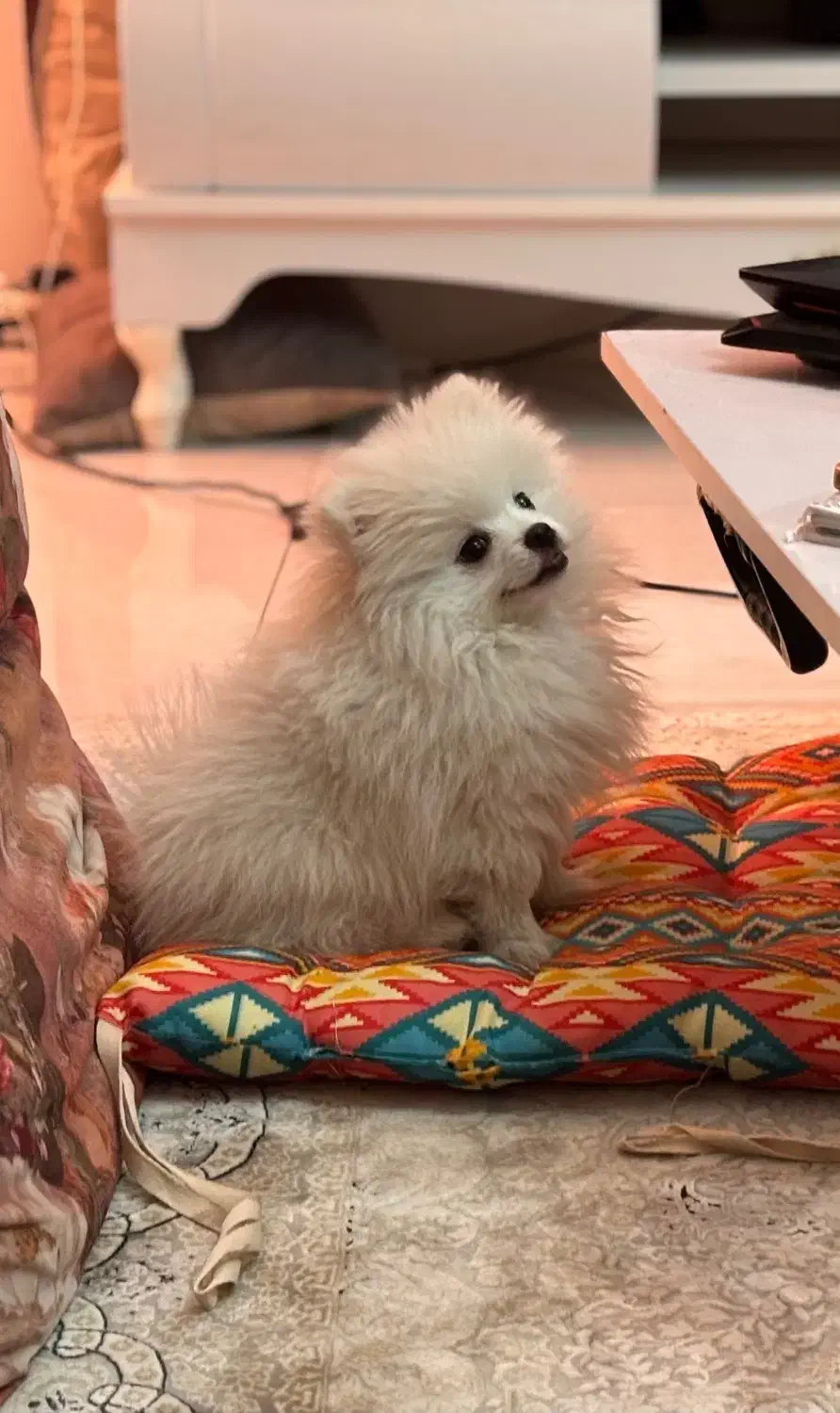 پامرانین نژاددار اصل اوکراینی|سگ|تهران, نیاوران|دیوار