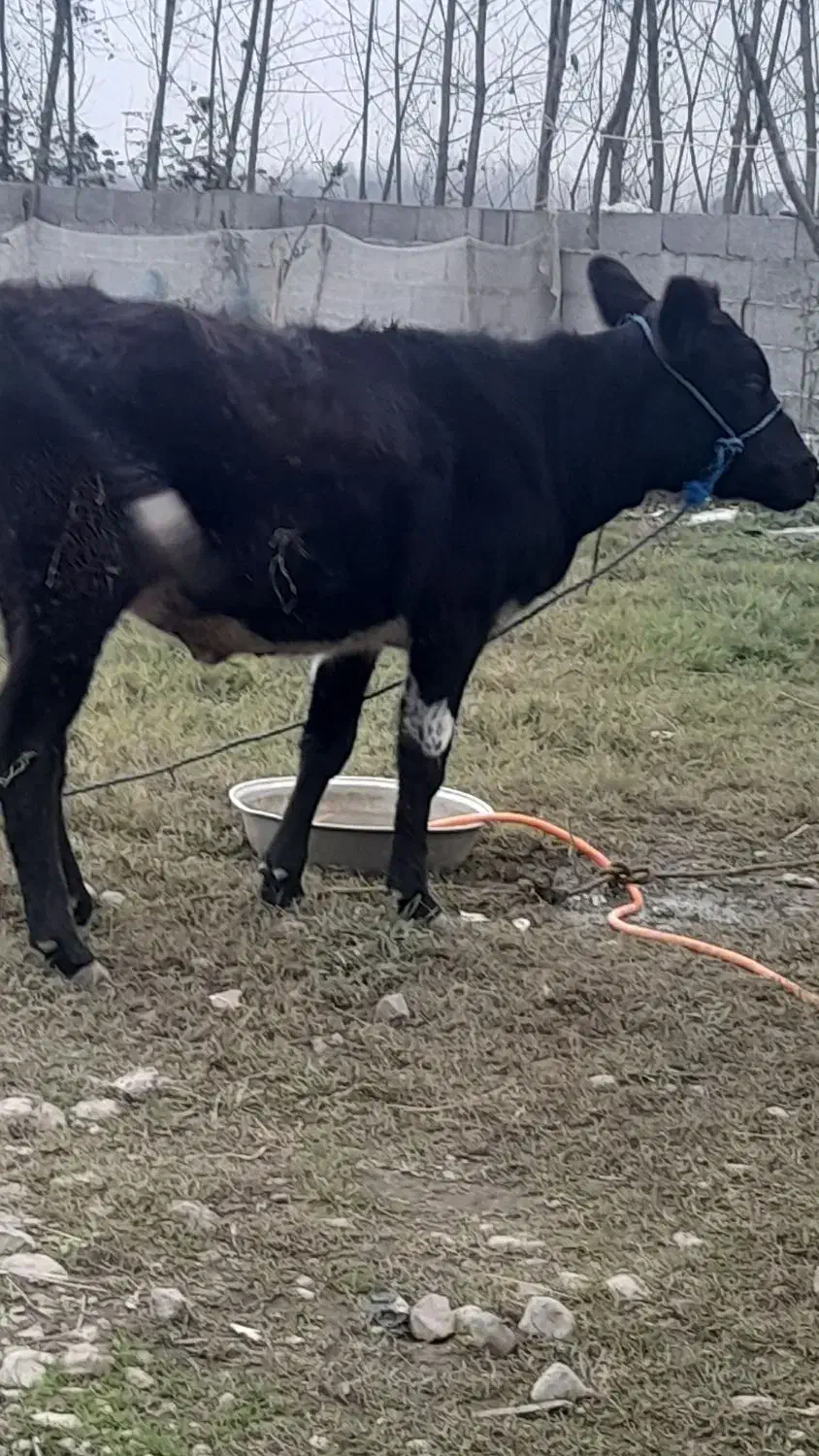 لیشه هلشتاین ۱۰ ماهه|حیوانات مزرعه|گوراب زرمیخ, |دیوار