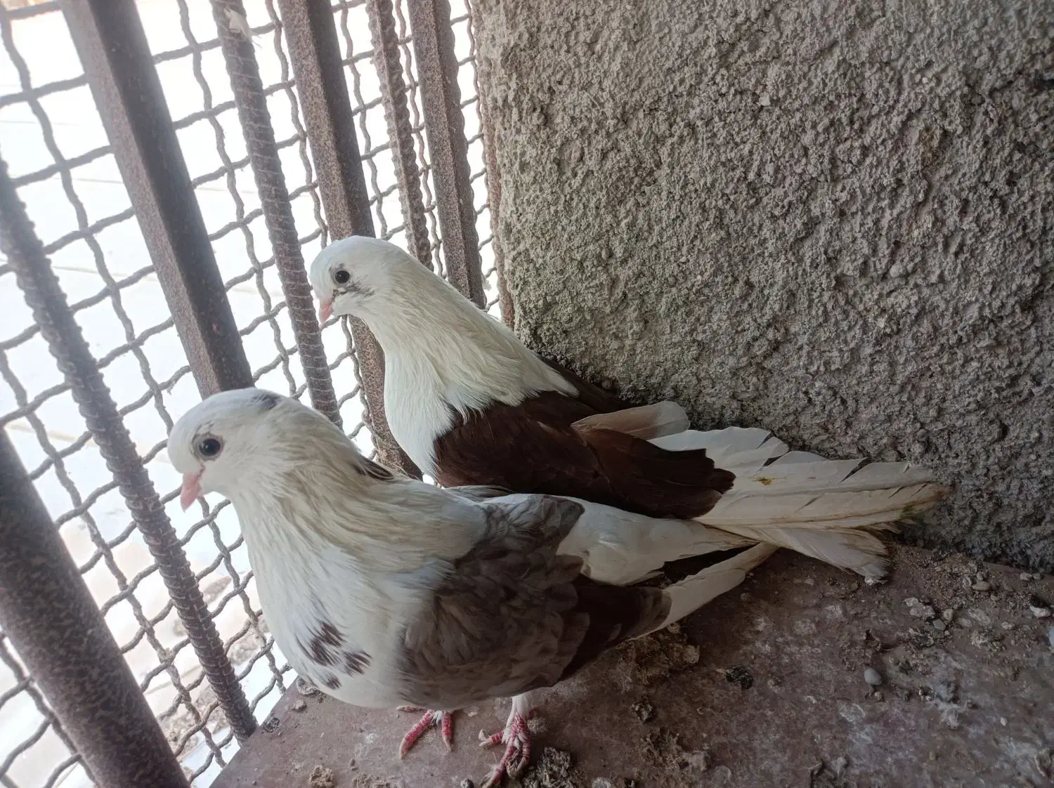 کبوتر دوکت|پرنده|بندرعباس, |دیوار