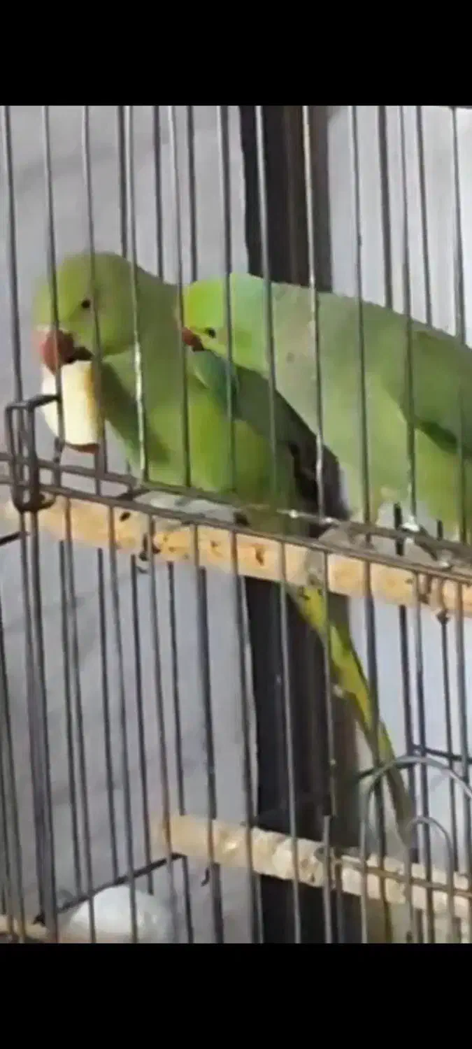 جفت ملنگو تخمگذار|پرنده|اهر, |دیوار