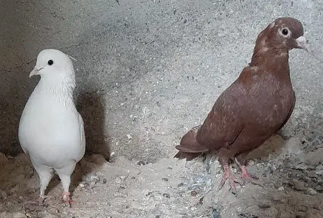 کبوتر|پرنده|زابل, |دیوار