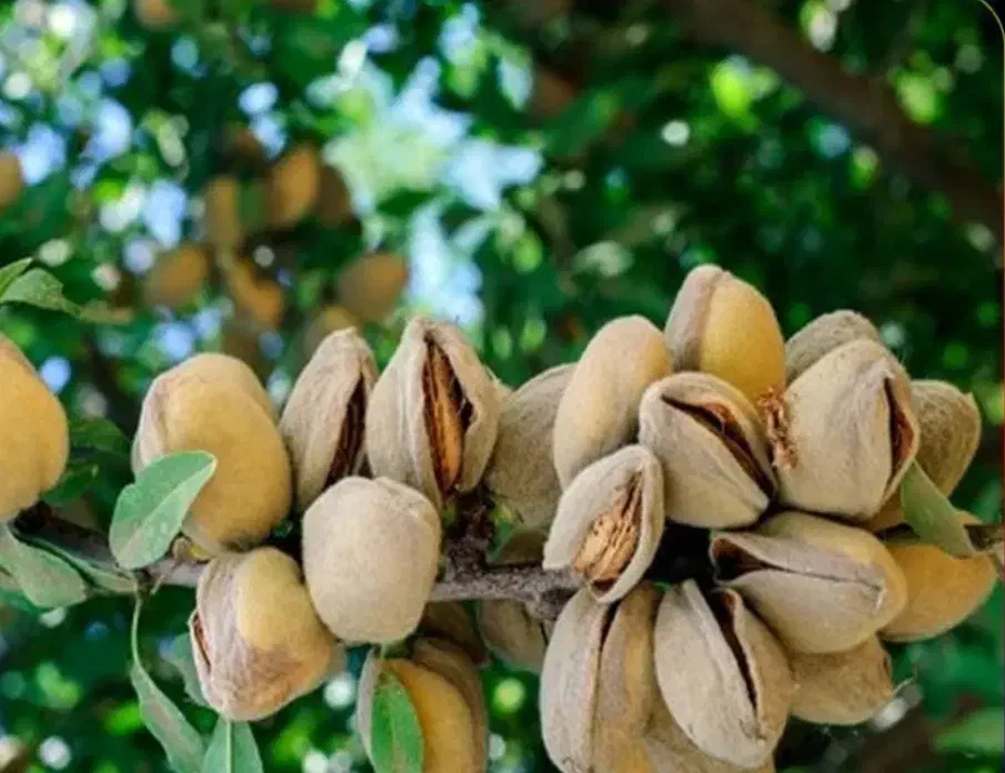 فروش انواع نهال های سردسیری بادام های خوشه ای|خدمات باغبانی و درختکاری|قزوین, |دیوار