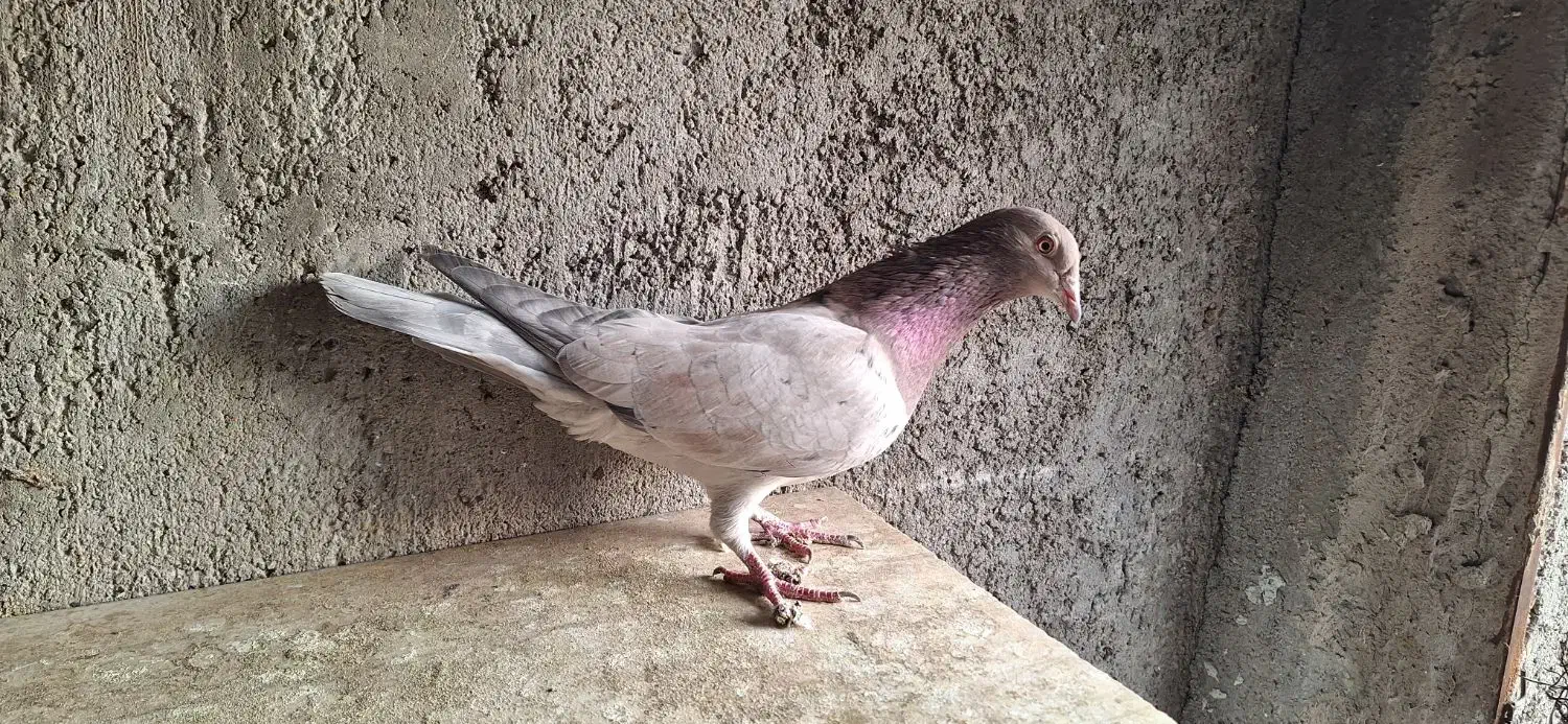 کبوتر سرور دورگ رنگی|پرنده|لنجان, |دیوار