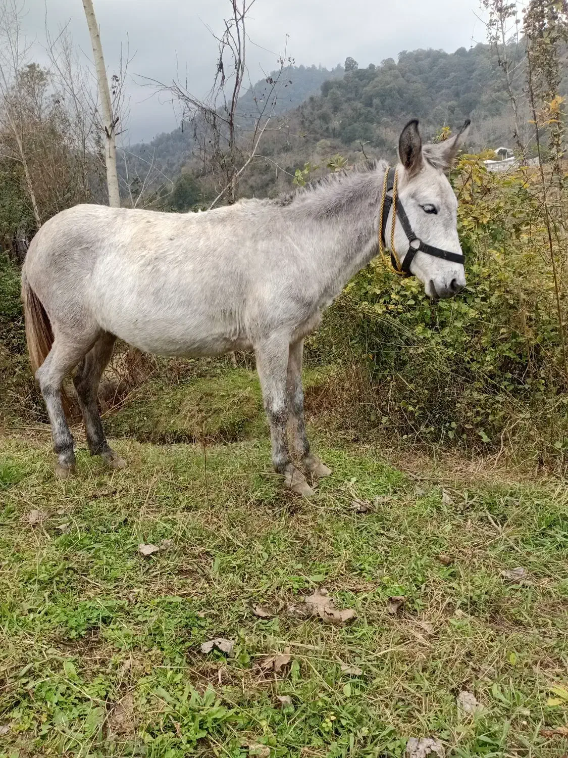 قاطر|حیوانات مزرعه|لیسار, |دیوار