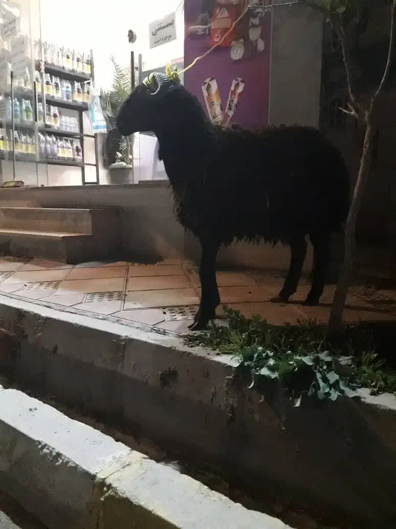 قصاب و سلاخ ذبح گوسفند و گوساله|خدمات پذیرایی، مراسم|اسلامشهر, شهرک مهدیه|دیوار