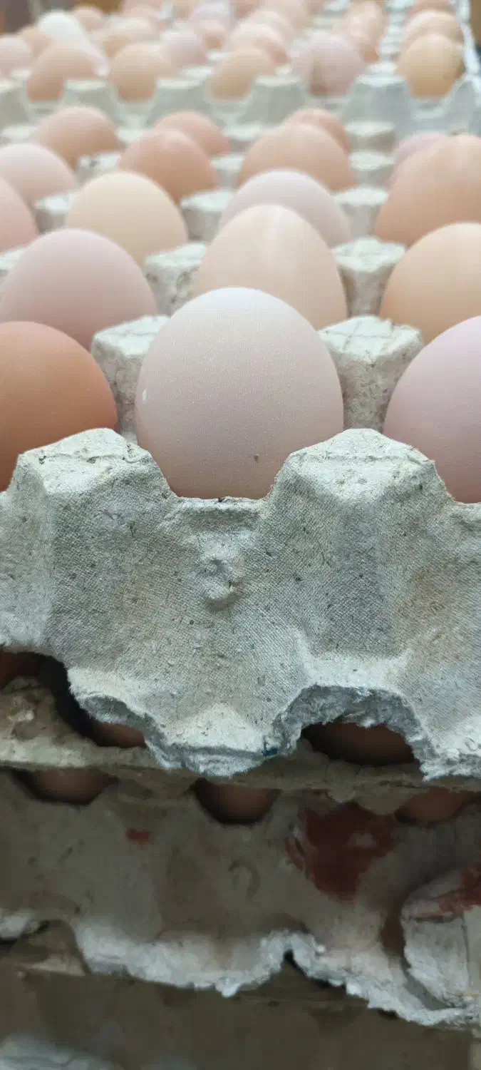 تخم مرغ رسمی...|خوردنی و آشامیدنی|یزد, |دیوار