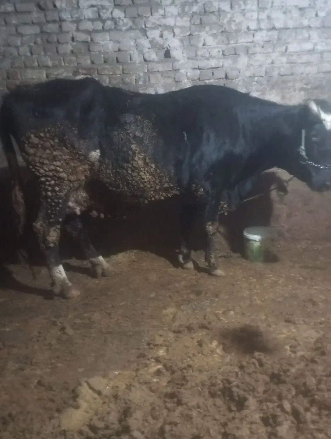 یک راس گاو آبستن|حیوانات مزرعه|نهاوند, |دیوار