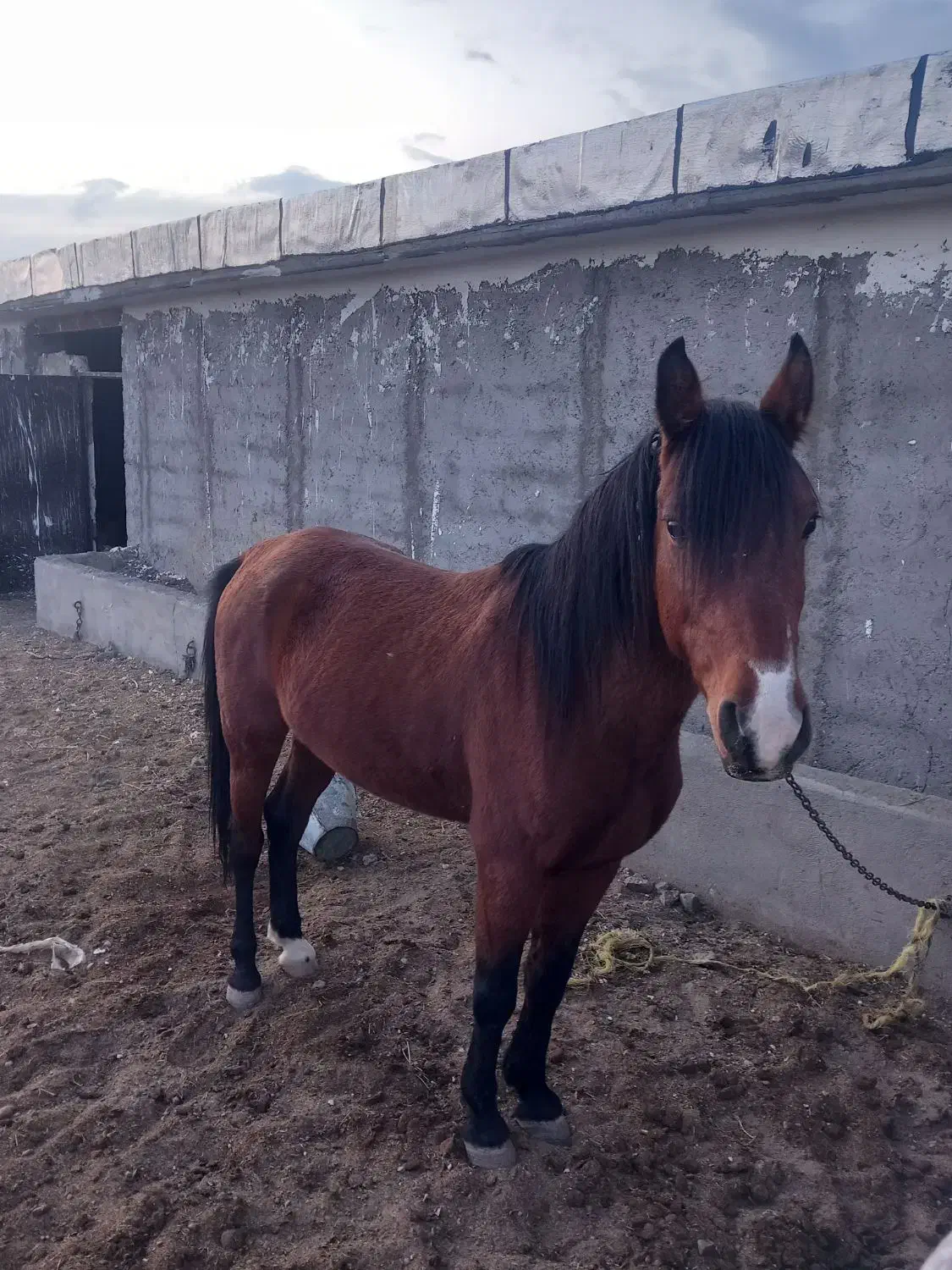 اسب|اسب و تجهیزات اسب‌سواری|میانه, |دیوار