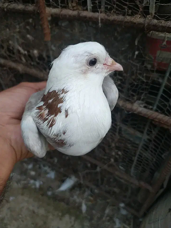 کبوتر پرشی ماده|پرنده|ساری, |دیوار