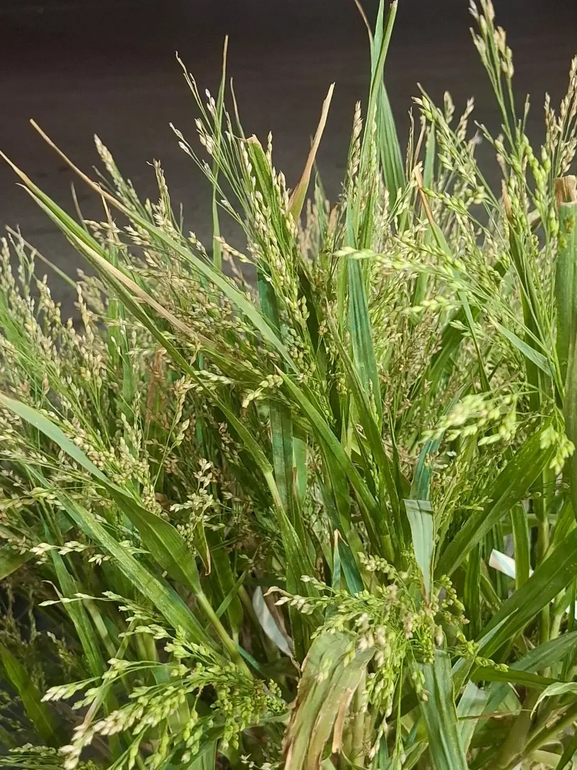 استخدام نیرو حسابدار ونیروی ساده|استخدام صنعتی، فنی، مهندسی|رفسنجان, |دیوار