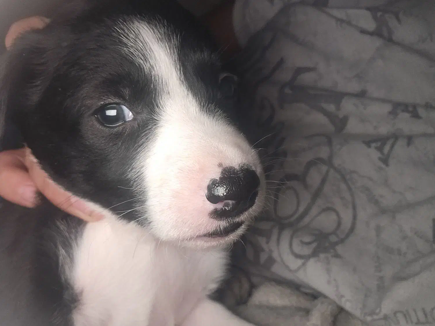 پنج راس توله سگ بامزه|سگ|بشاگرد, |دیوار