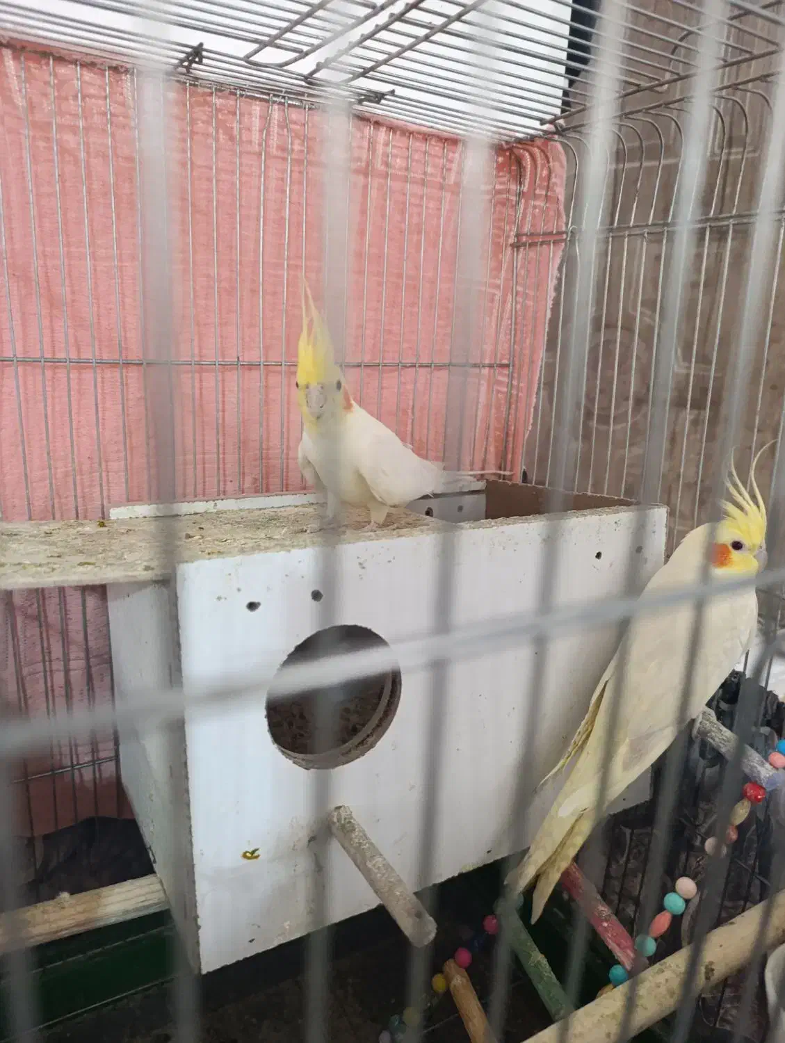 عروس هلندی|پرنده|کبودرآهنگ, |دیوار