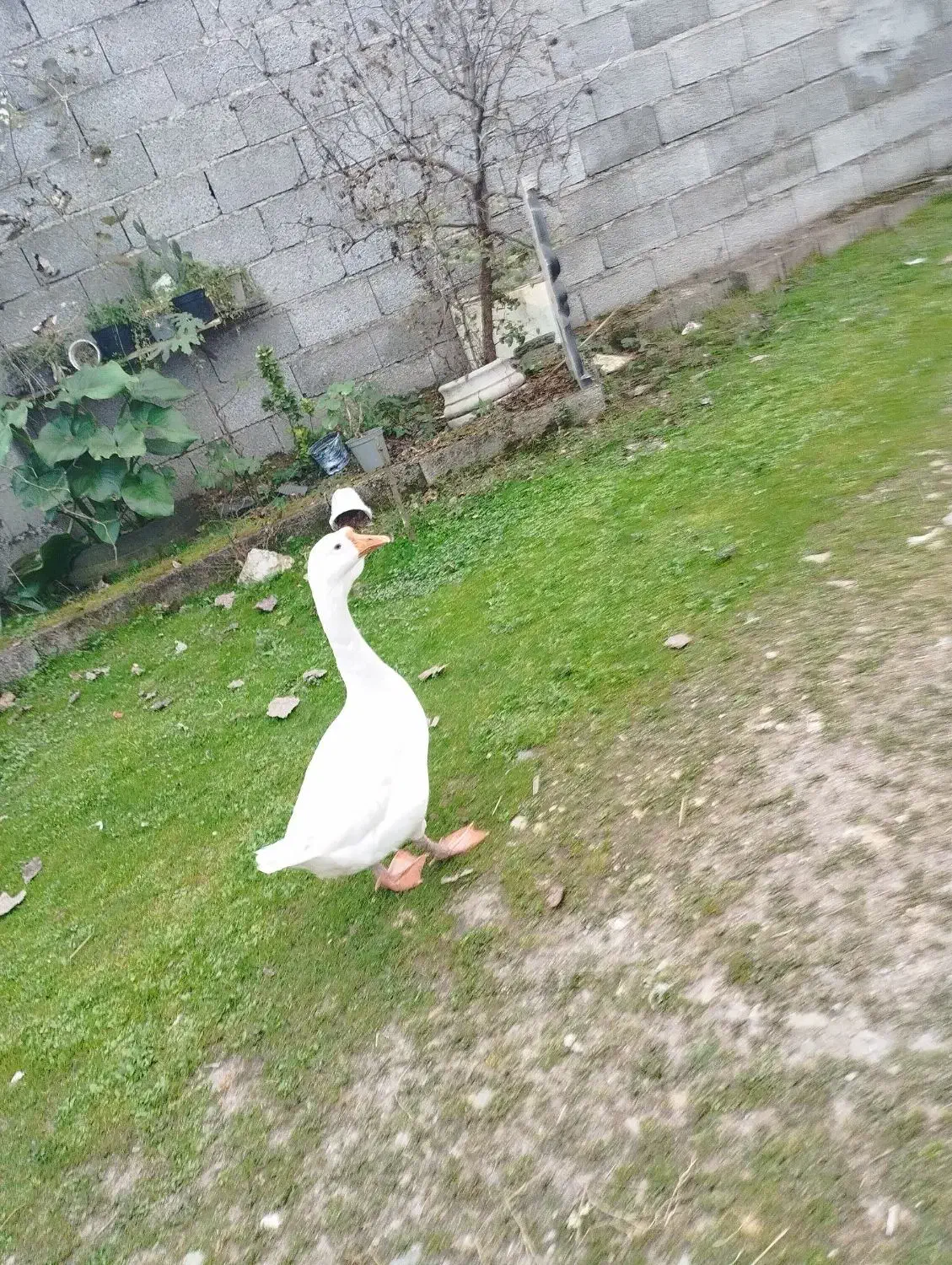 قو غاز|حیوانات مزرعه|سنگر, |دیوار