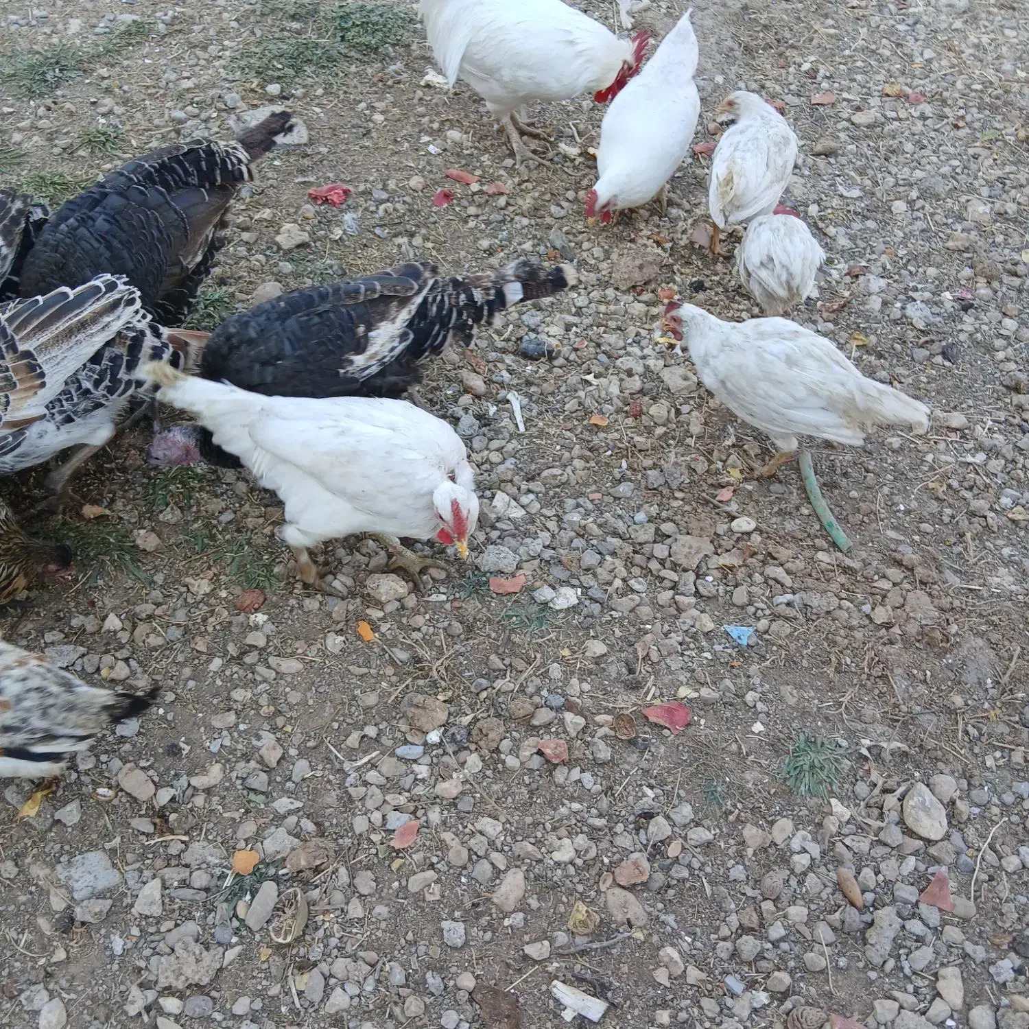 فروش بوقلمون نر ۶ماهه و خروس لاری|حیوانات مزرعه|یاسوج, |دیوار