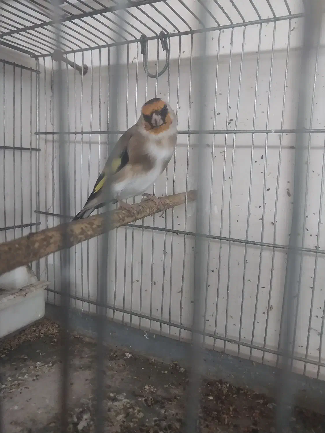 پرنده سهره معاوضه با سهره خاکی|پرنده|تهران, بازار|دیوار