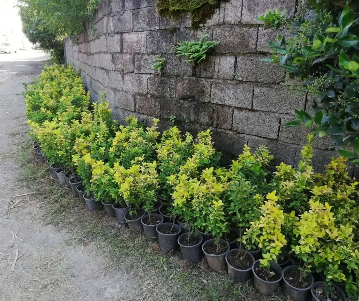 شمشاد طلایی|گل و گیاه طبیعی|کلاچای, |دیوار