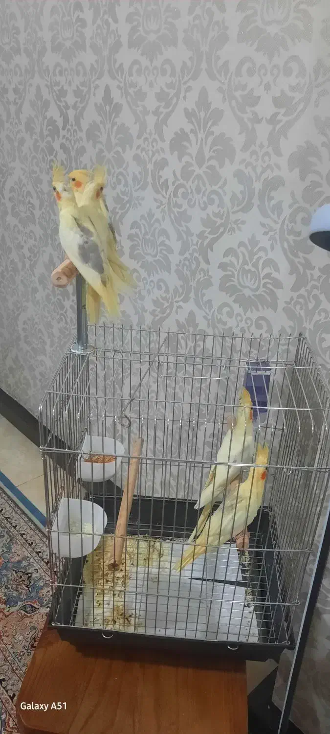 فروش عروس هلندی لوتنیو دو کت و یه کت|پرنده|اندیشه, اندیشه فاز ۱|دیوار