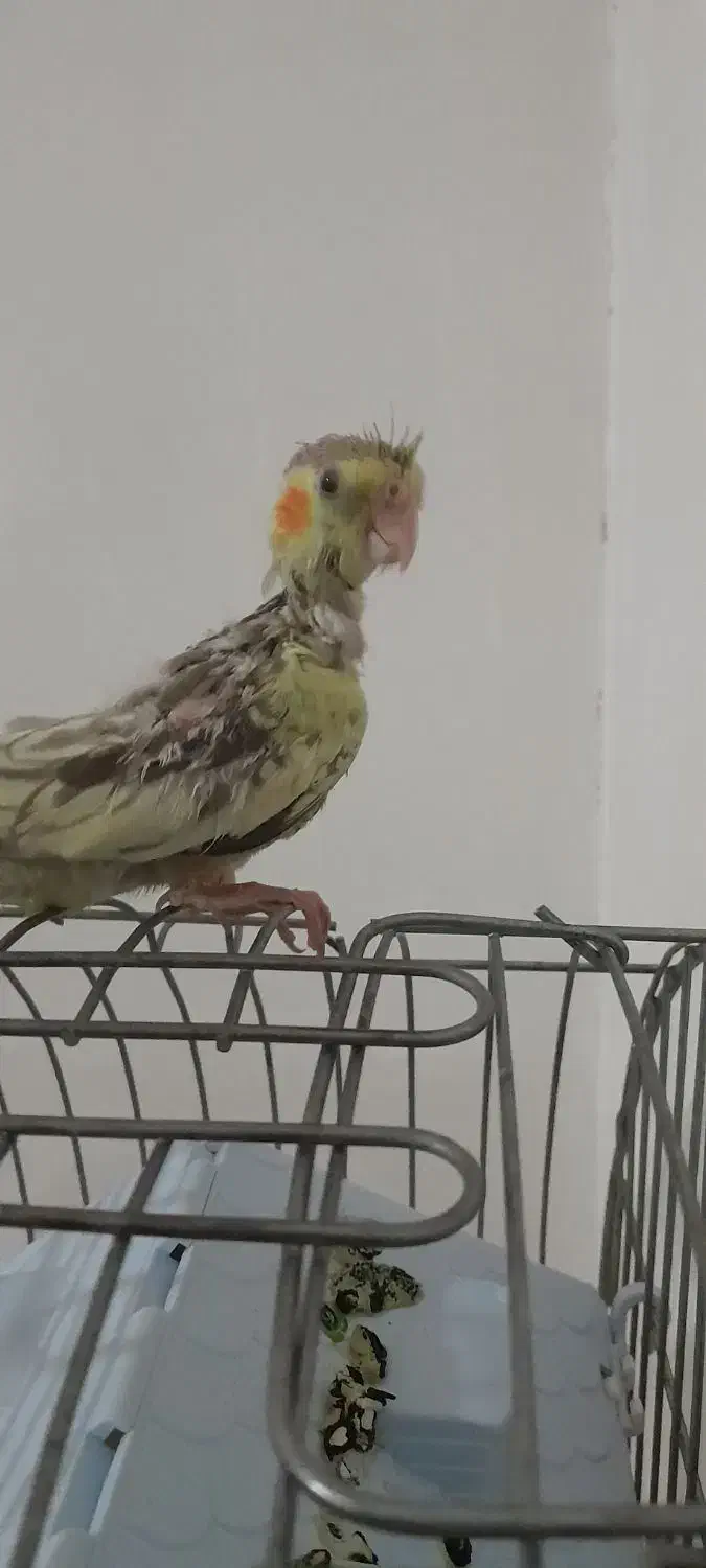 سلام عروس هلندی|پرنده|بشاریات, |دیوار