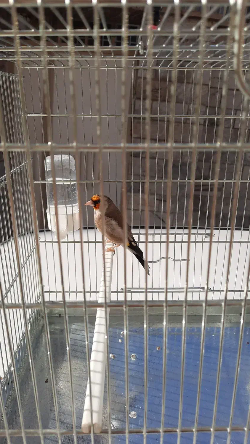 سره|پرنده|کرج, کوی امامیه|دیوار