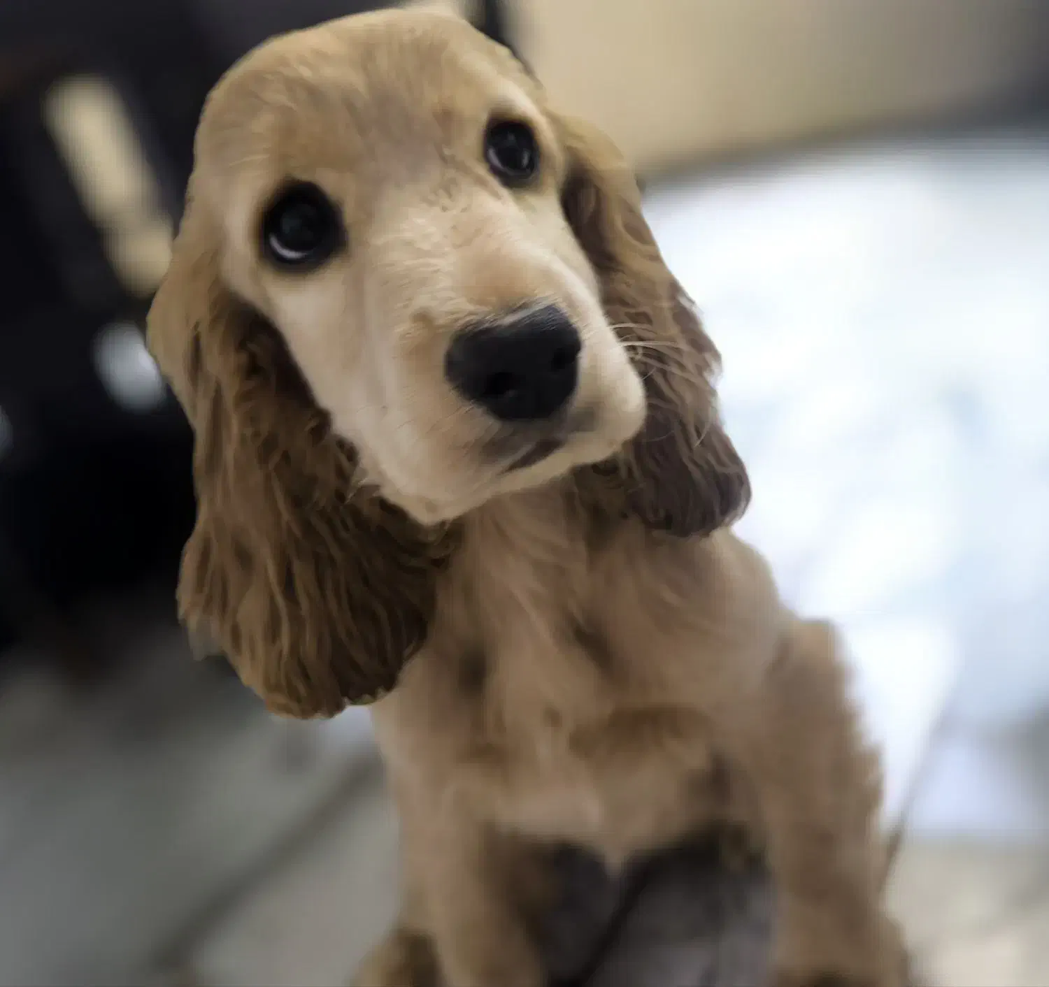 سگ خانگی کوکر اسپنیل|سگ|قزوین, |دیوار