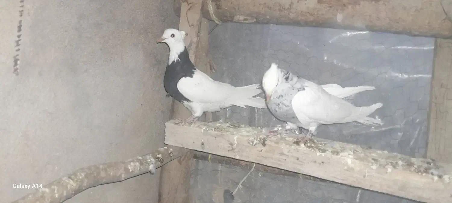 کبوتر طوقی وشازده|پرنده|چادگان, |دیوار