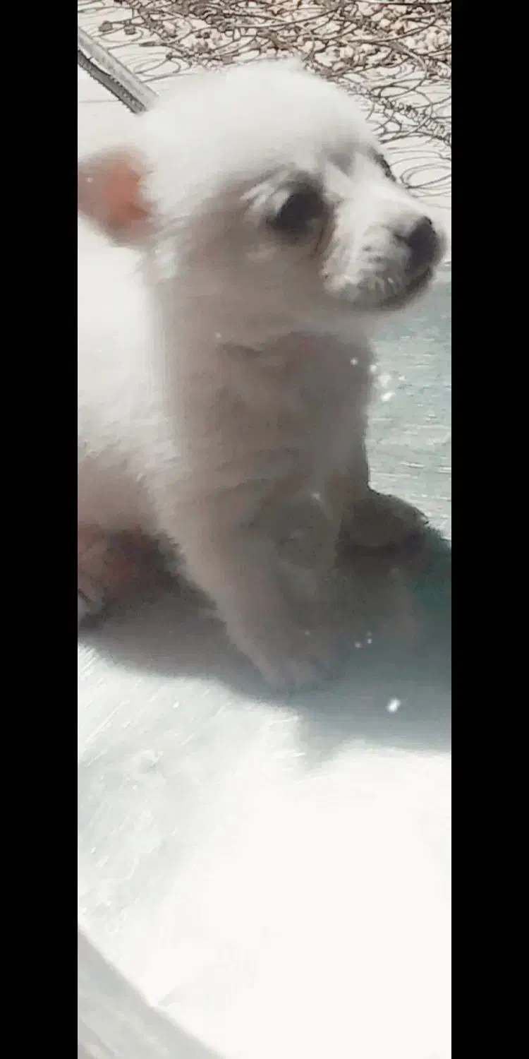 واگذاری سگ|سگ|رفسنجان, |دیوار