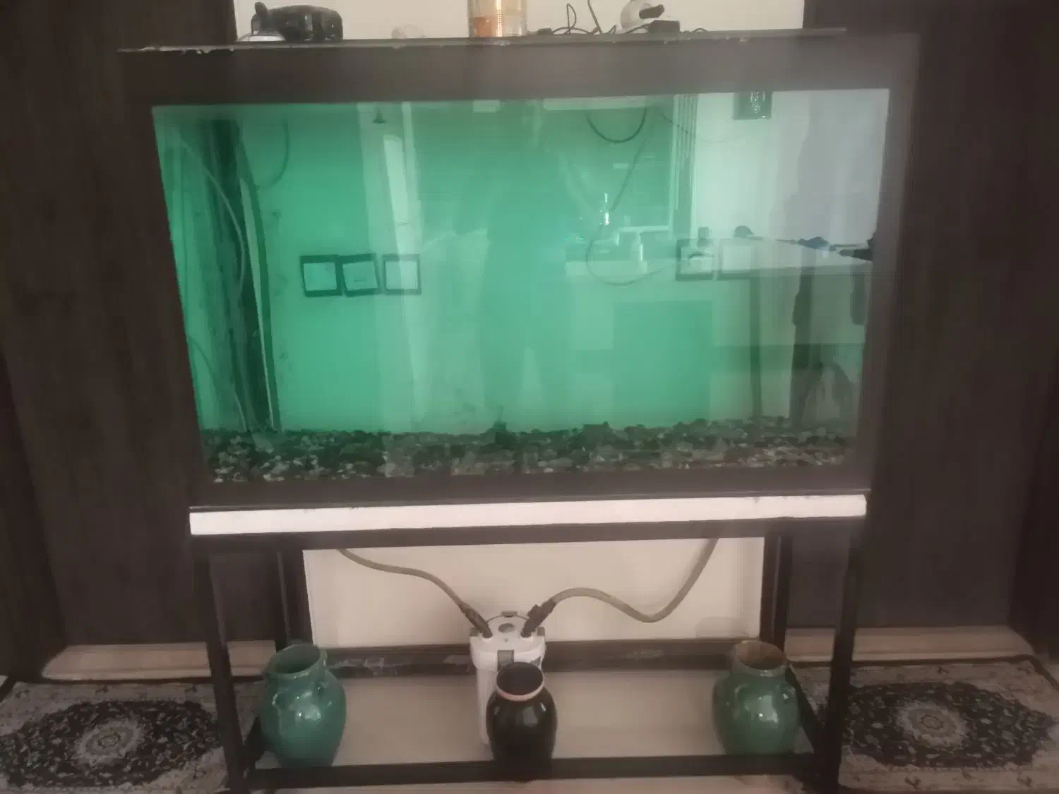 آکواریوم|ماهی|کرمان, |دیوار