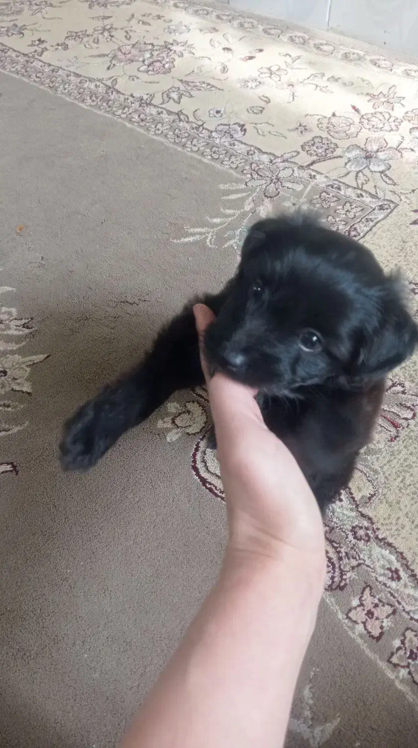 سگ واگذاری|سگ|پاکدشت, پاکدشت (مامازند)|دیوار