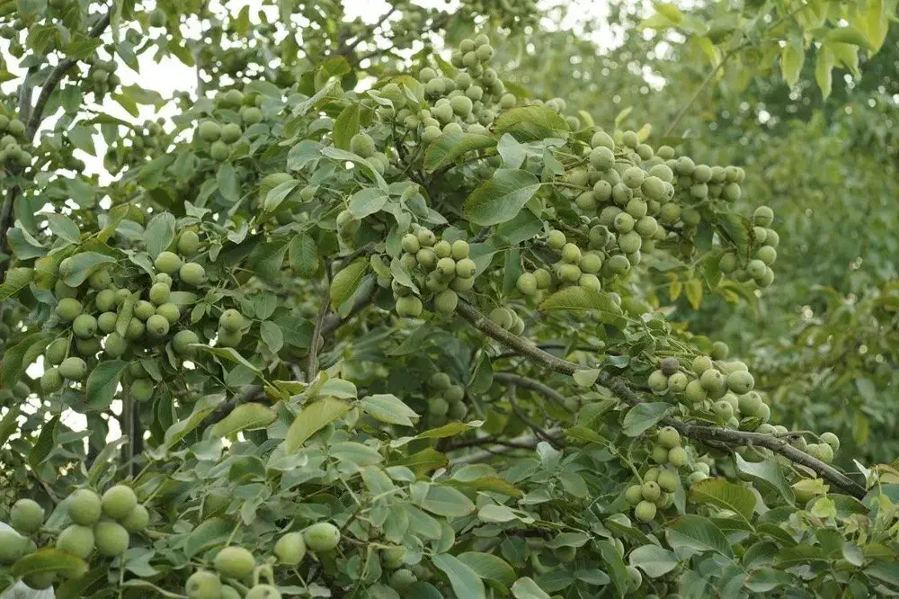 فروش نهال گردو ژنوتیپ|خدمات باغبانی و درختکاری|ایلام, |دیوار