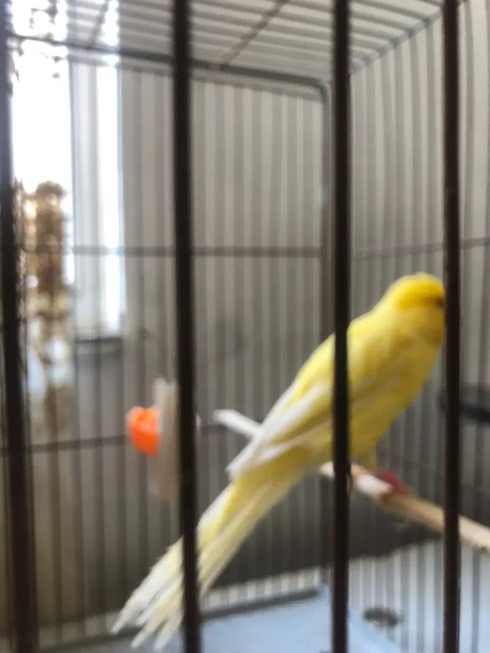 قناری رسمی بلند|پرنده|فردیس, فردیس|دیوار