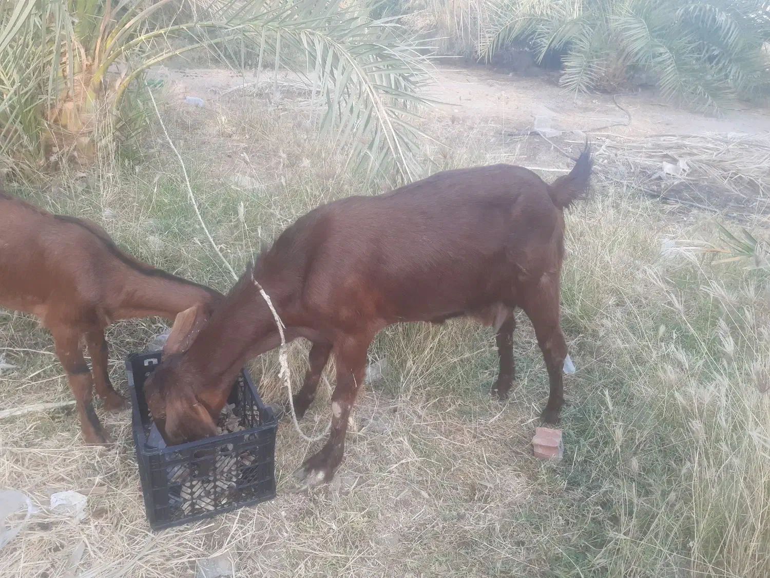 بترین بز دنیا|حیوانات مزرعه|پشتکوه (سیستان و بلوچستان), |دیوار