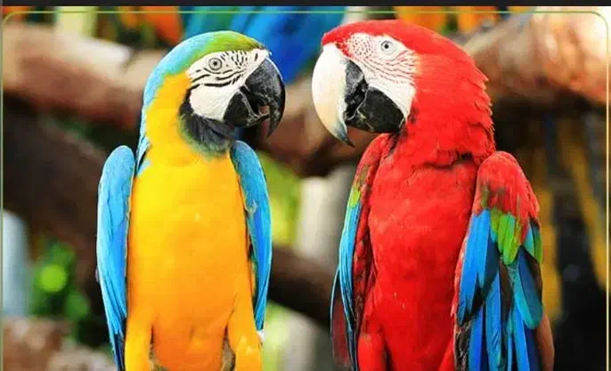 قبول سرپرستی فنچ قناری مرغ و مرغ عشق و پرنده قفسی|پرنده|تهران, اسکندری|دیوار