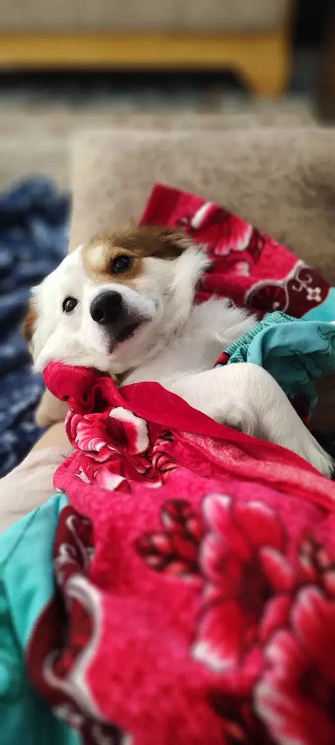 دزدیده شده|حیوانات|رشت, گلسار|دیوار