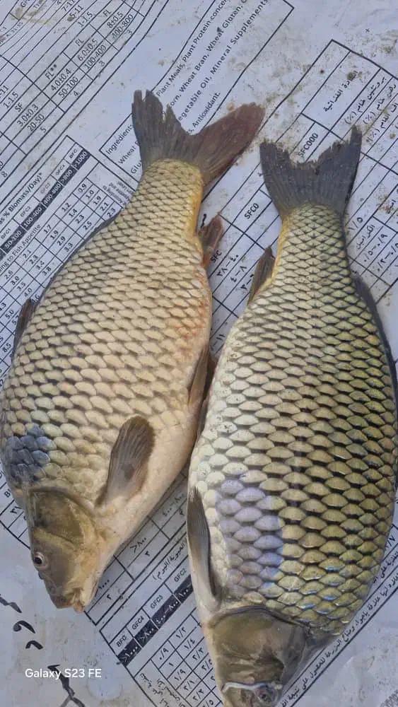 ماهی تازه و زنده تیلاپیا خوشمزهترین ماهی موجود|ماهی|شاهرود, |دیوار