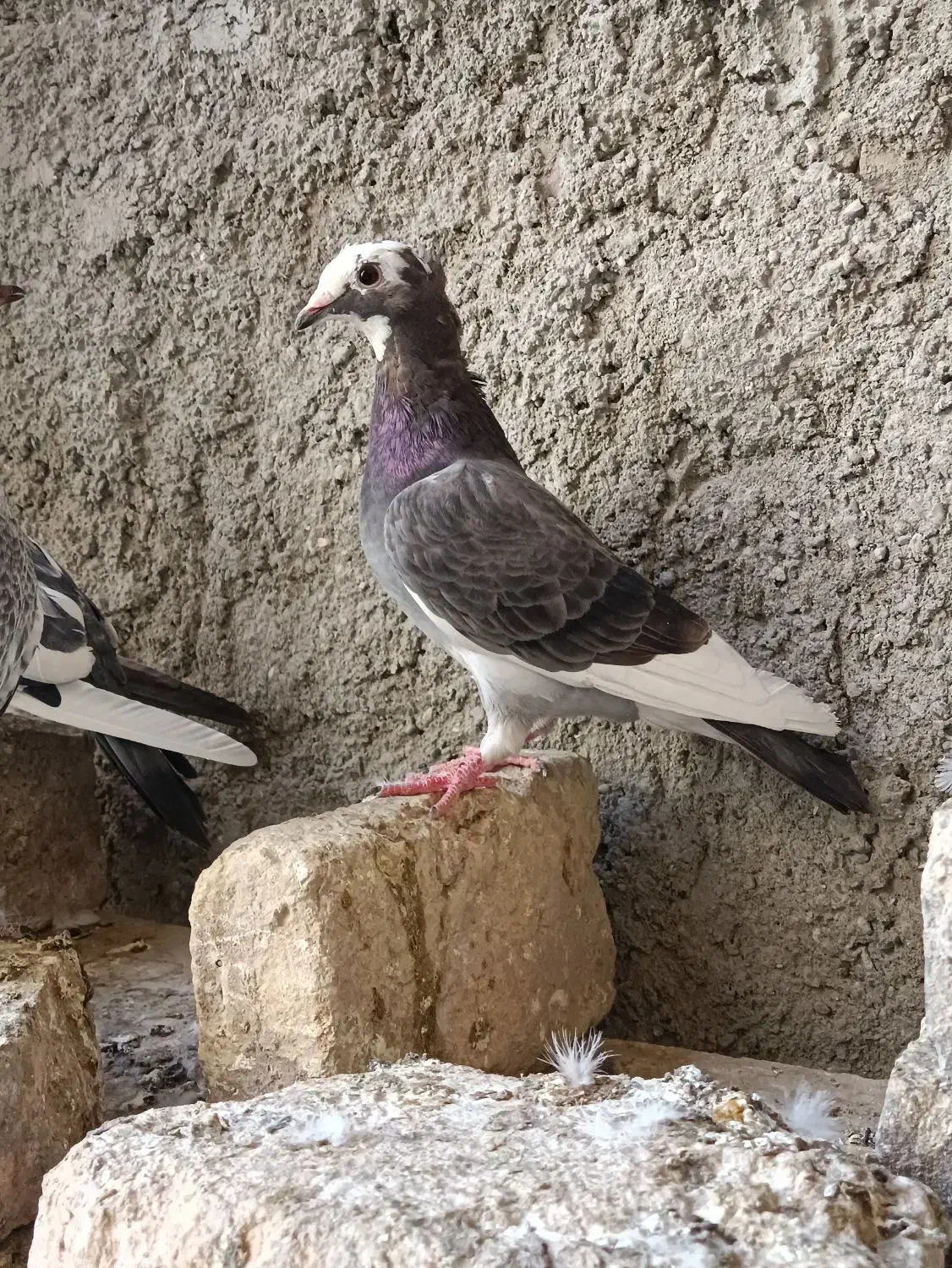 کفتر|پرنده|ایرانشهر, |دیوار