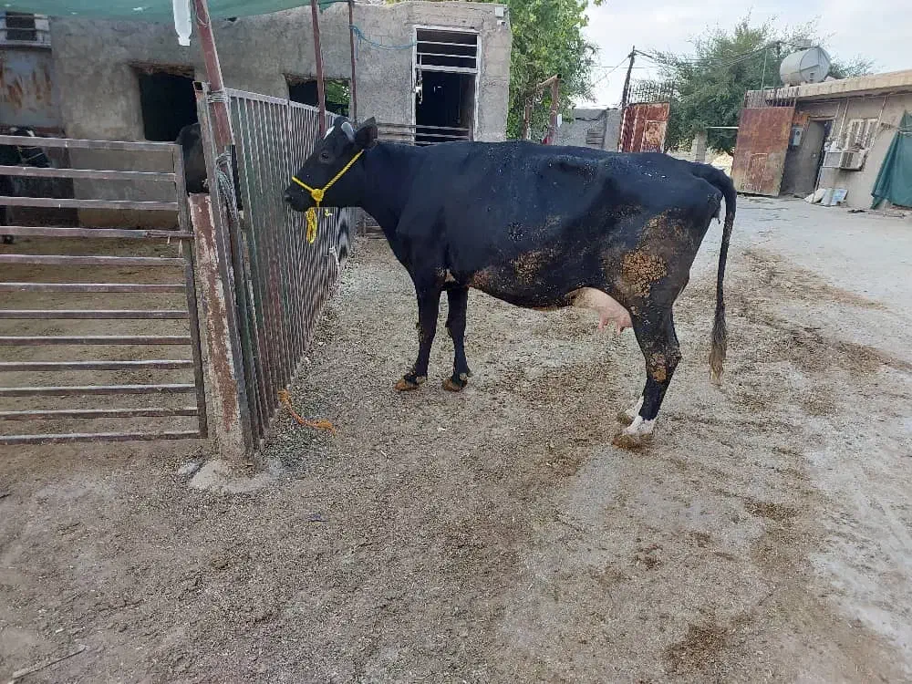 یک راس گاو برانس زایید|حیوانات مزرعه|بهبهان, |دیوار