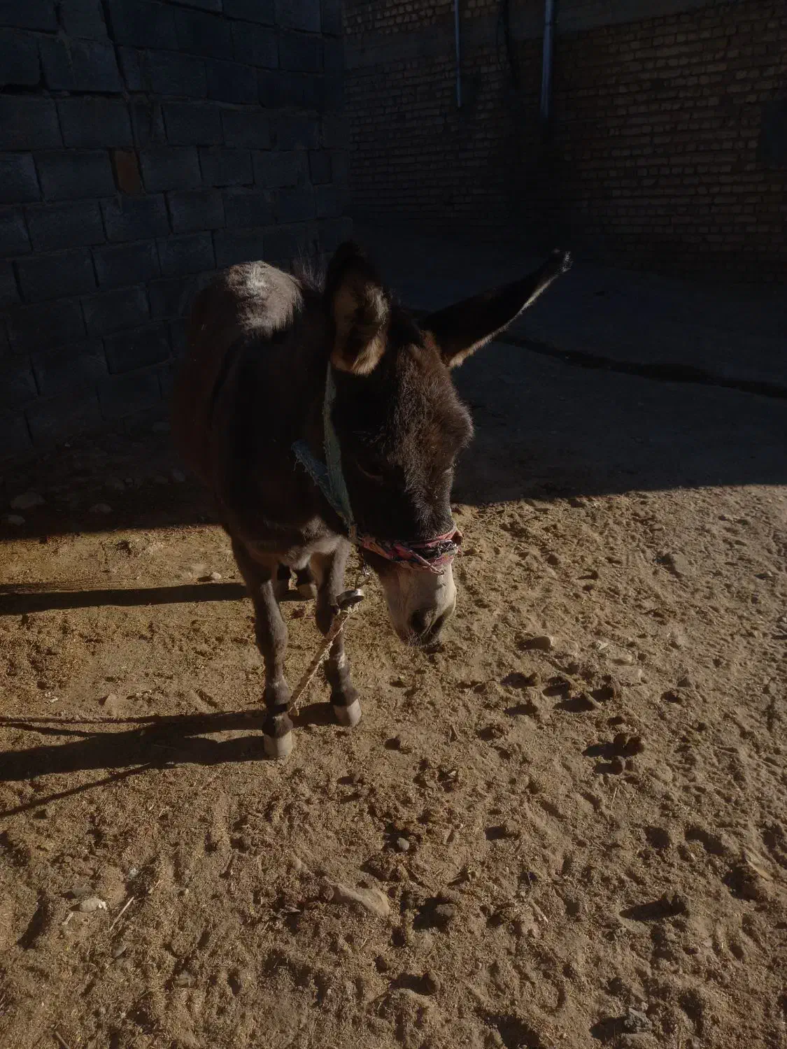 الاغ|حیوانات مزرعه|لردگان, |دیوار