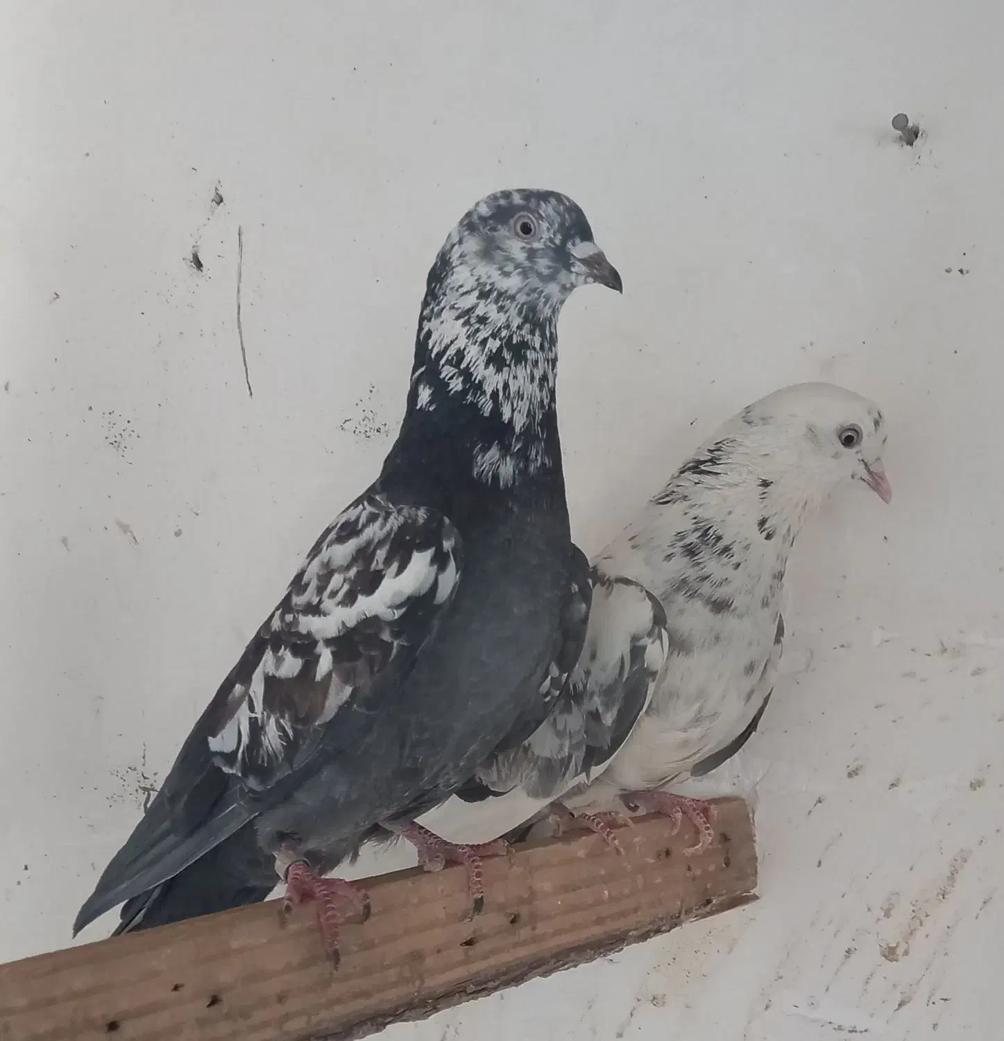 کفتر گمشده|پرنده|رباطکریم, رباطکریم|دیوار