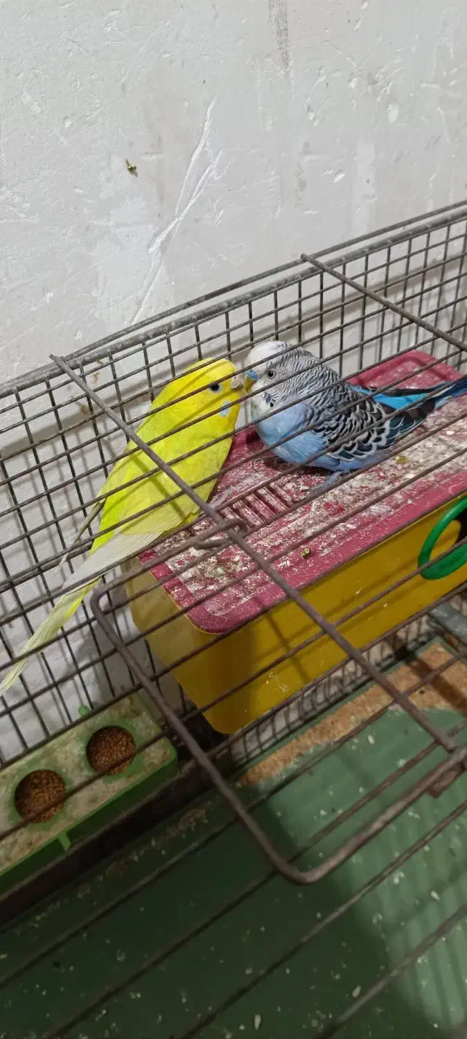 مرغ عشق مولد|پرنده|آبادان, |دیوار