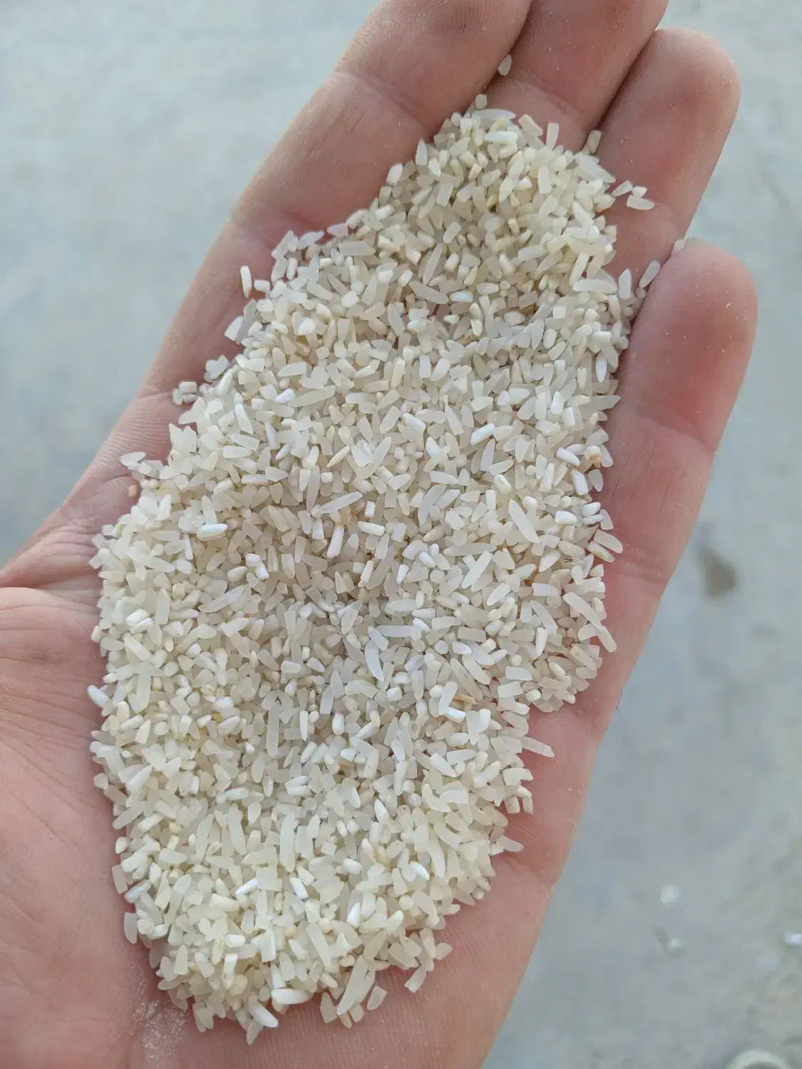 برنج و خرده برنج فجر شمالی درجه یک به شرط پخت|خوردنی و آشامیدنی|شیراز, تحویلی|دیوار