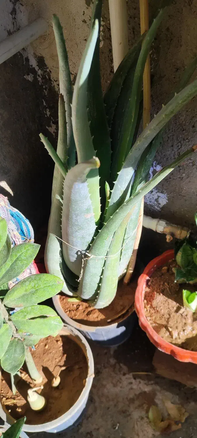 گوشی گ  ل|موبایل|سرپل ذهاب, |دیوار