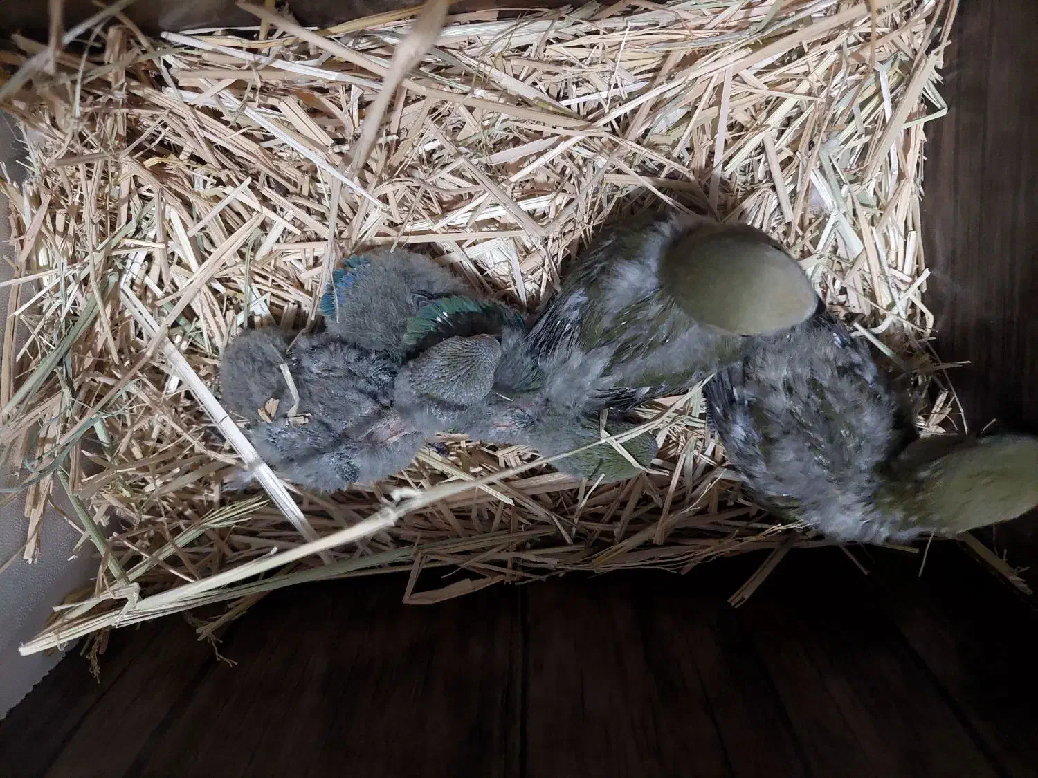 طوطی برزیلی|پرنده|نورآباد ممسنی, |دیوار