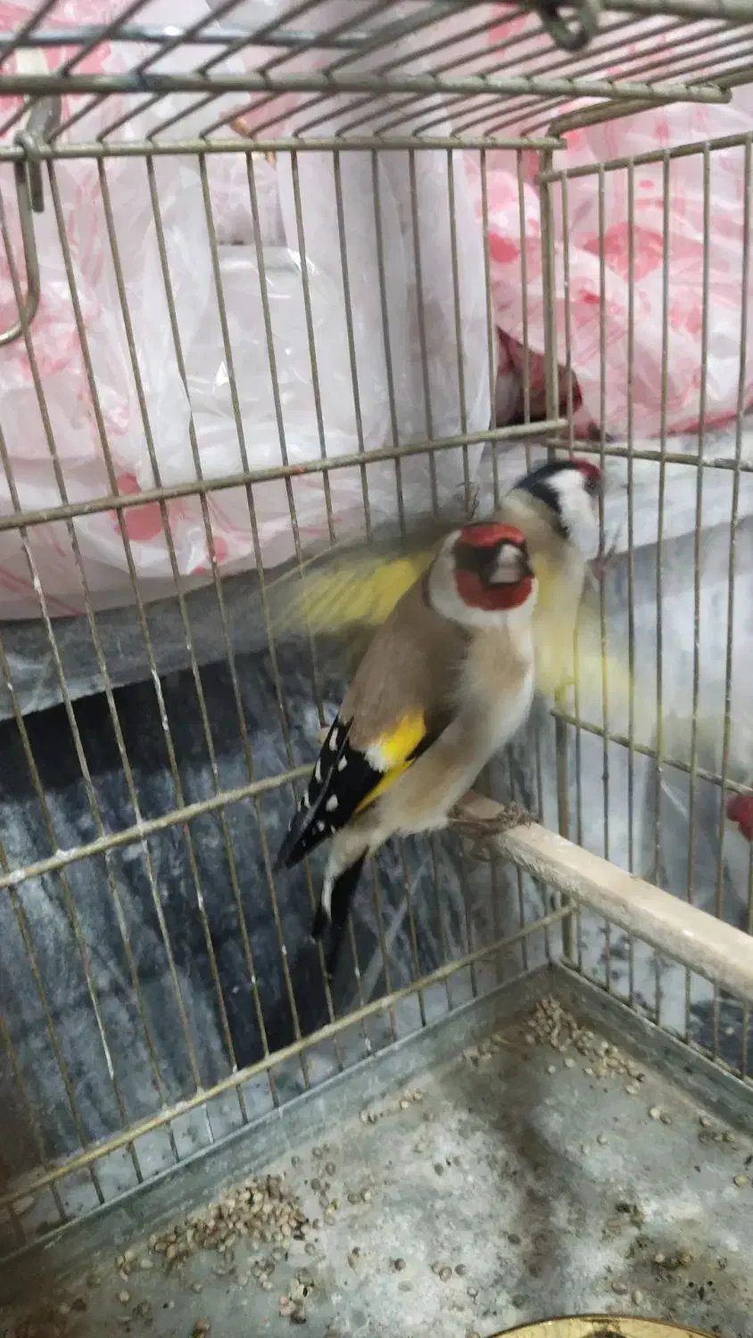 سهره تازه قیمت مقطوع|پرنده|بروجرد, |دیوار